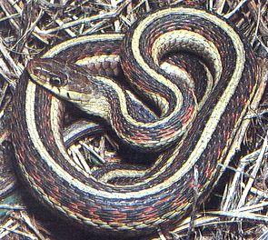 Garter Snakes